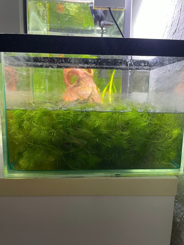 Alge za akvarijum