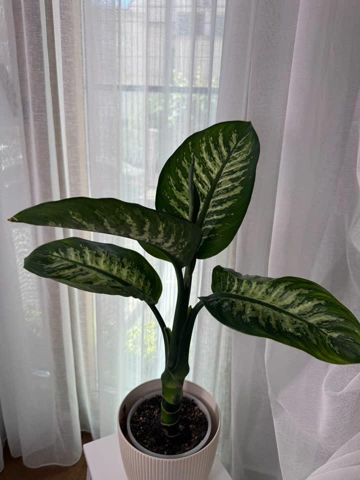 Dieffenbachia Tropic Snow