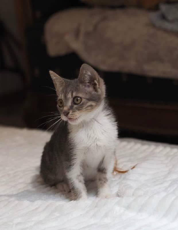 Котятинка ищет удомителей! Софи