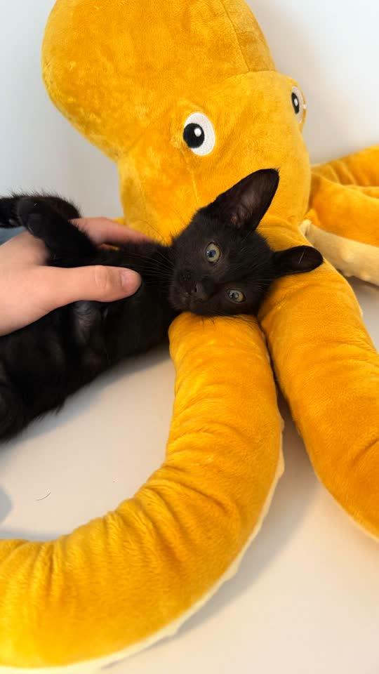Ищем дом для котят 🐾