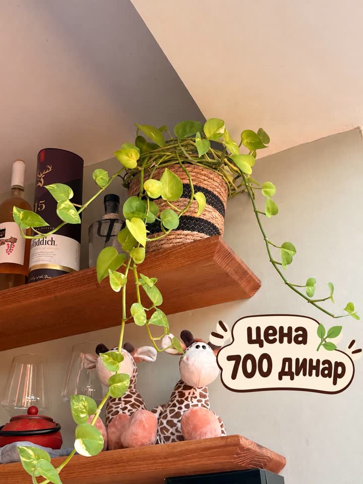 Растение эпипремнум