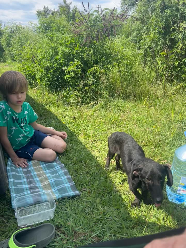 🐾Ищем дом для РОККИ🐕‍🦺🐾