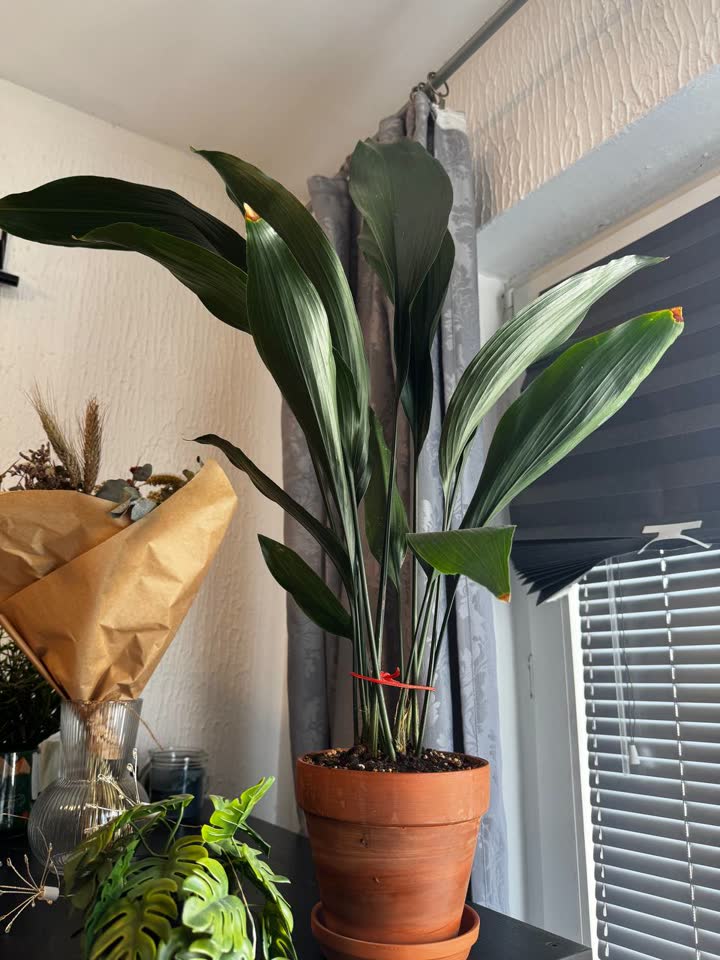 Biljka Aspidistra u saksiji