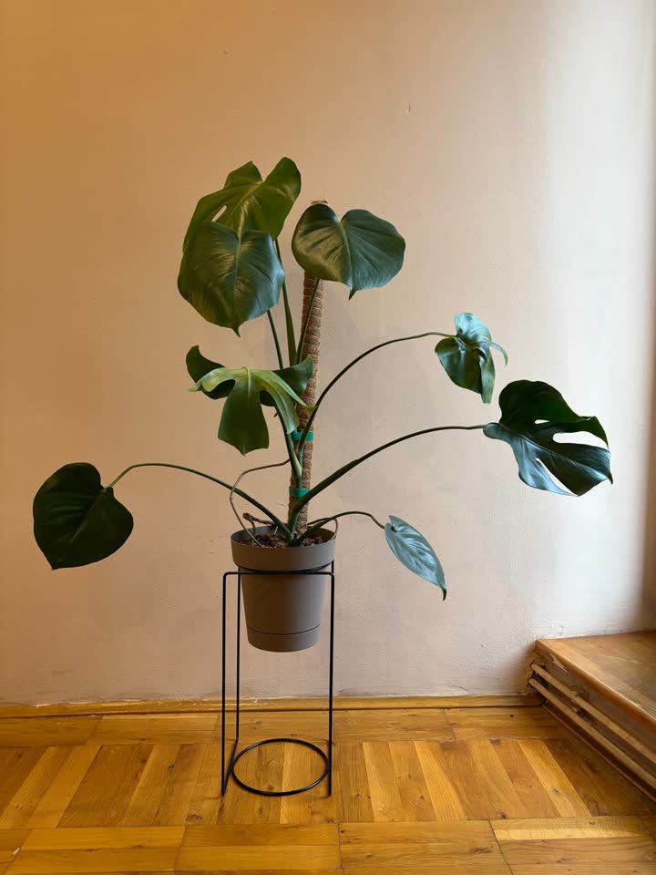Monstera deliciosa