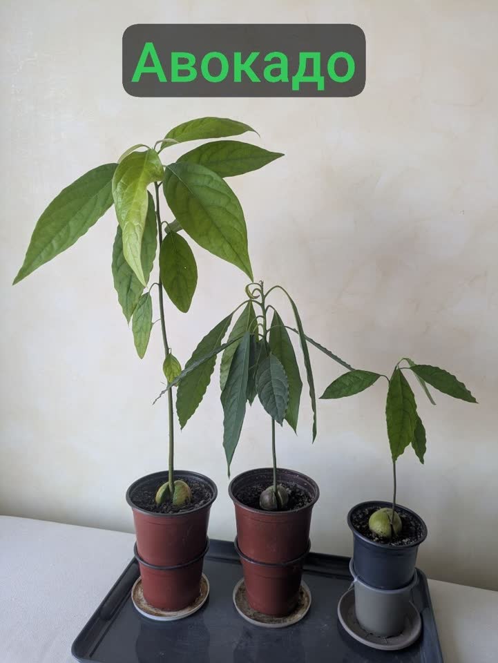 Avokado, Kalanhoe, Krestovnik Barbertonika