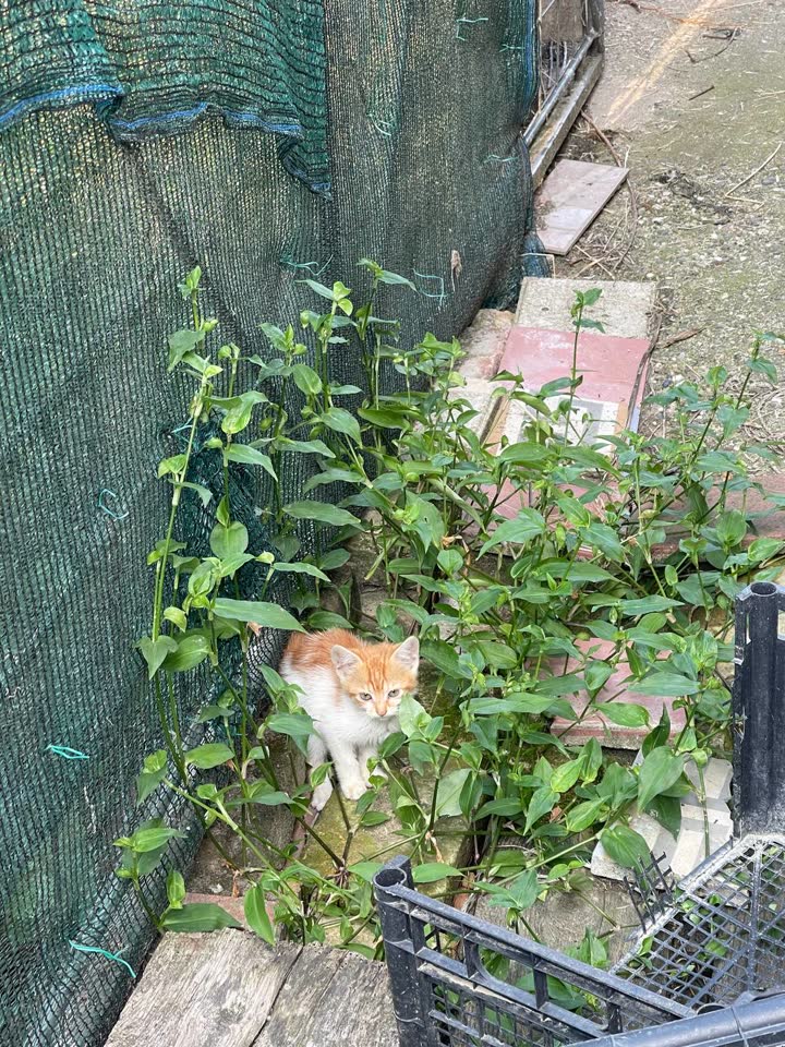 Пришли два котенка
