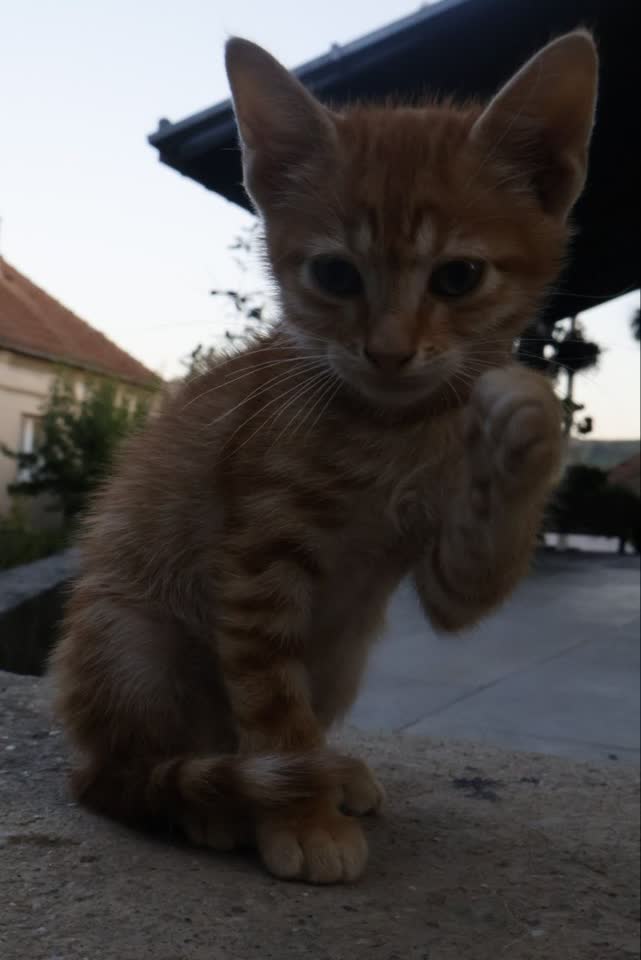 Poklanjamo 3 riđa mačeta u odgovorne ruke