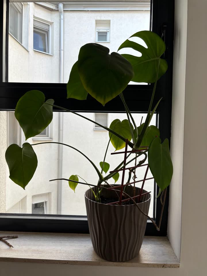 Monstera