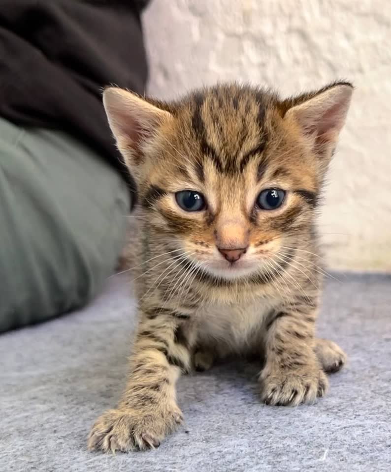 Отдам котят в добрые руки