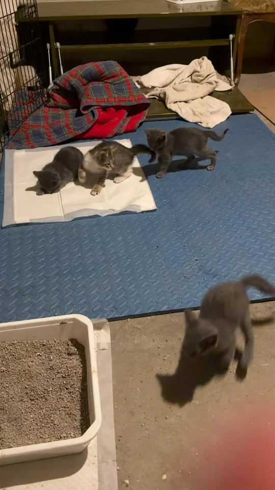 Pet mačića traži dom