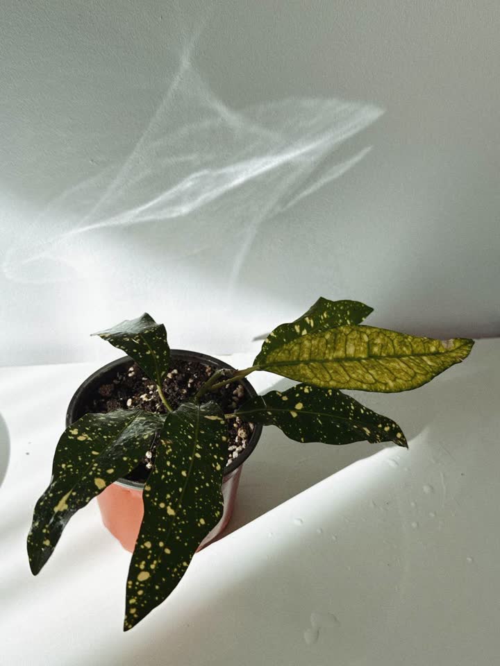 Preuzmite lepotane