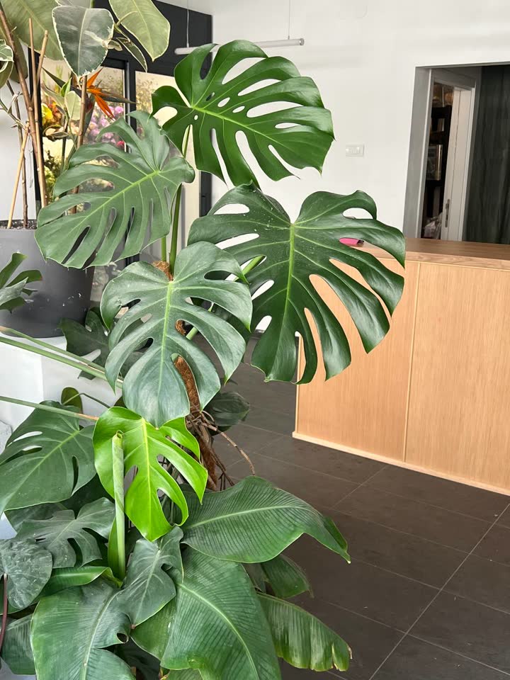 Monstera oko 150 cm