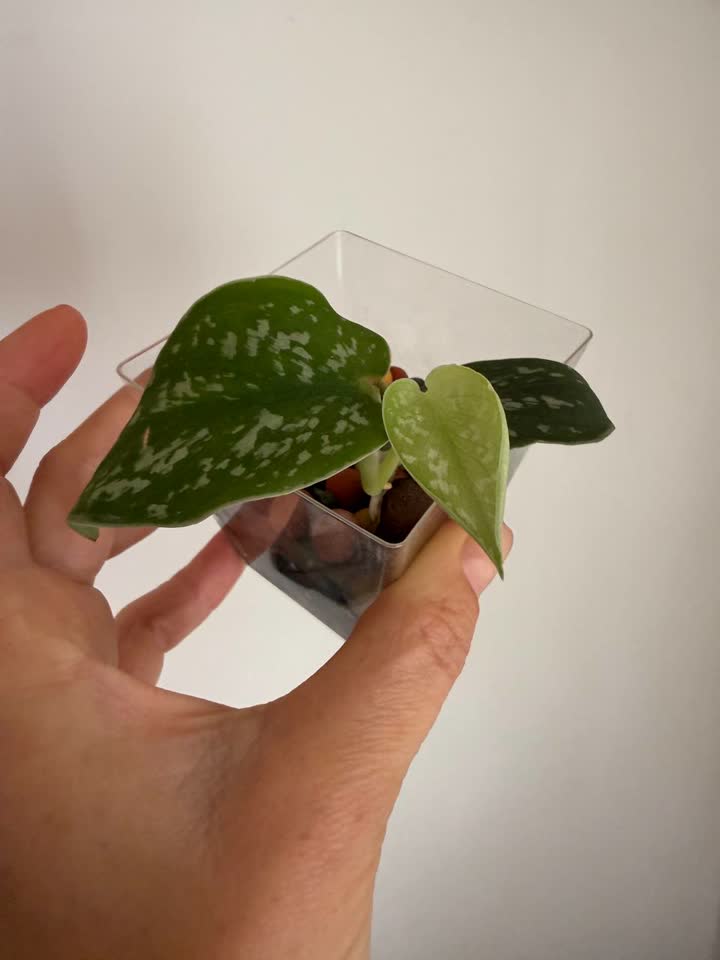 Stendapsus mali