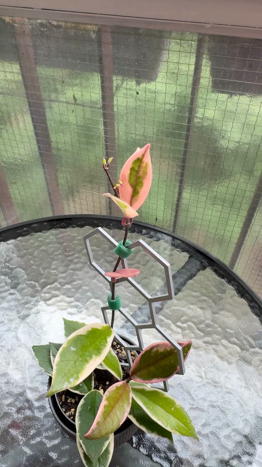 Prodajem hojju (Hoya carnosa 'Krimson Queen')