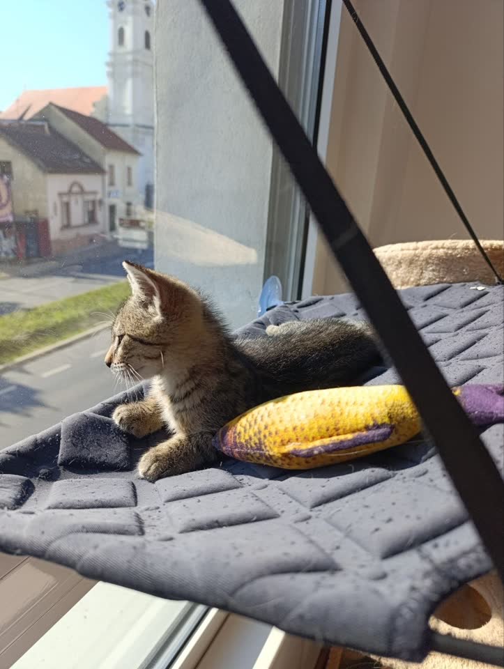Poštarčica traži mačje roditelje!