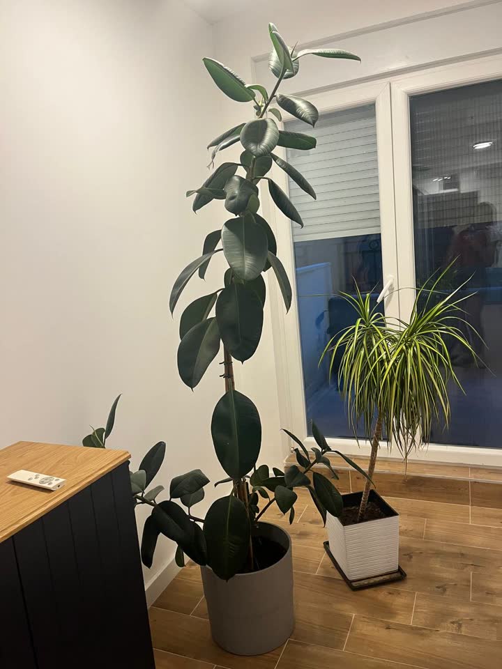 Fikus 180 cm, Dracena 60-70 cm
