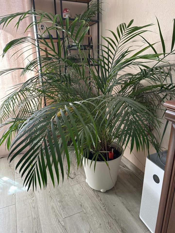 Palma Areka 160 cm