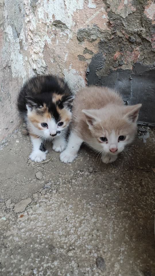 Дворовая кошка привела котят