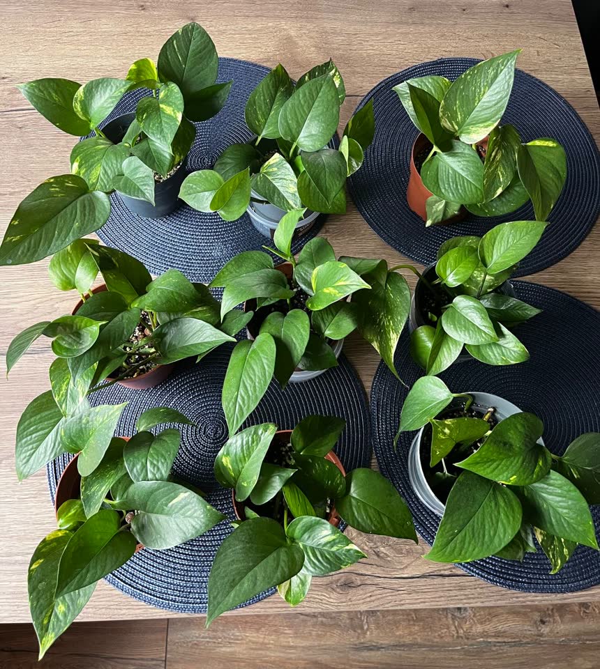 Zlatni epipremnum