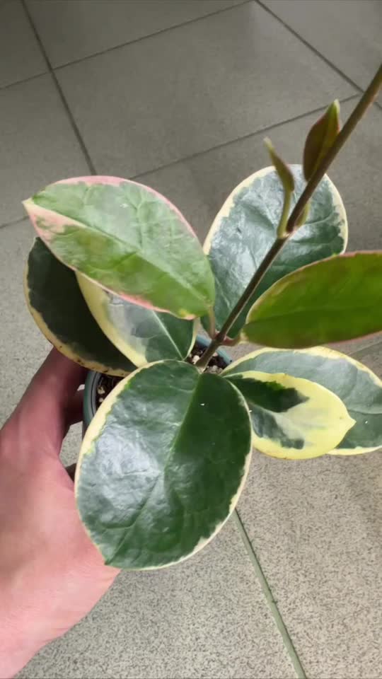 Hoya Australis Lisa var