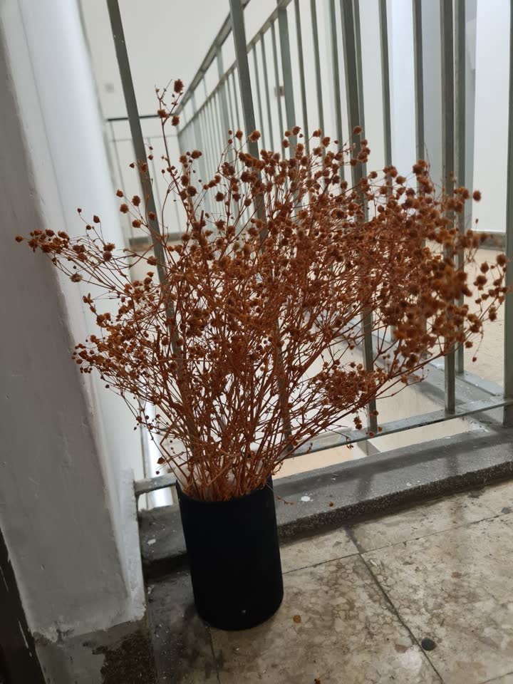 Сухоцветы для декора