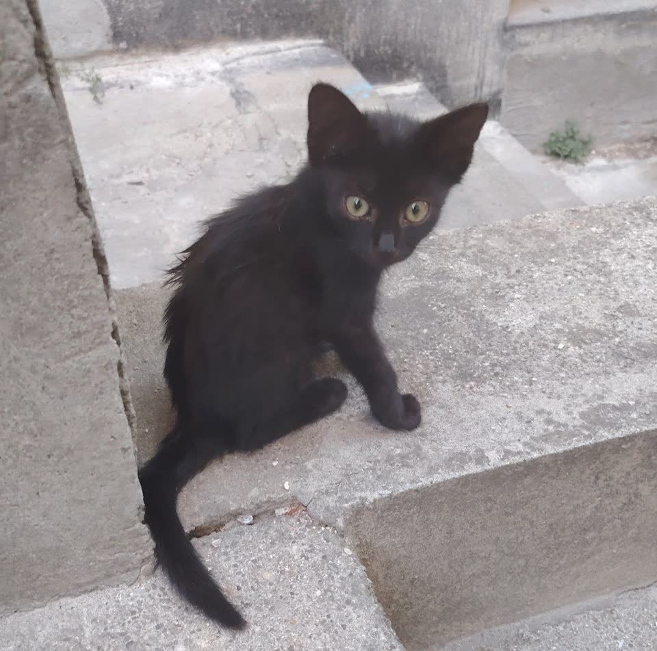 Malo mače traži dom