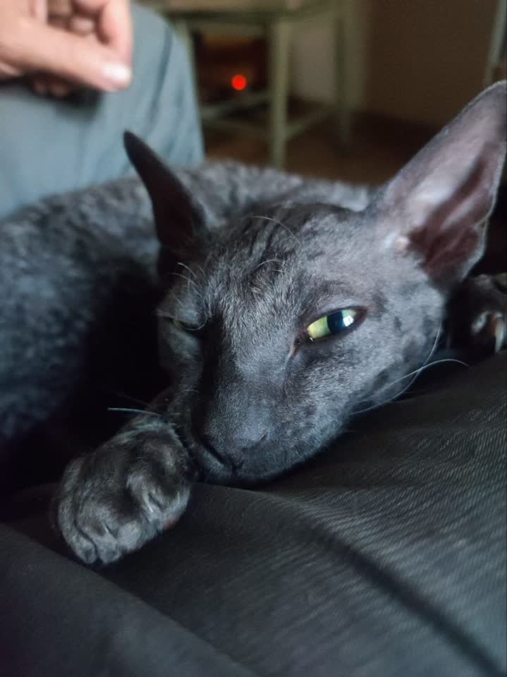 Cornish Rex dečak 5 meseci