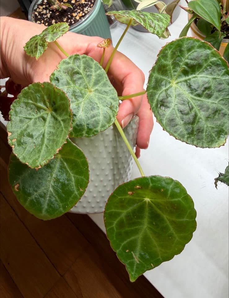 Begonia goegoensis
