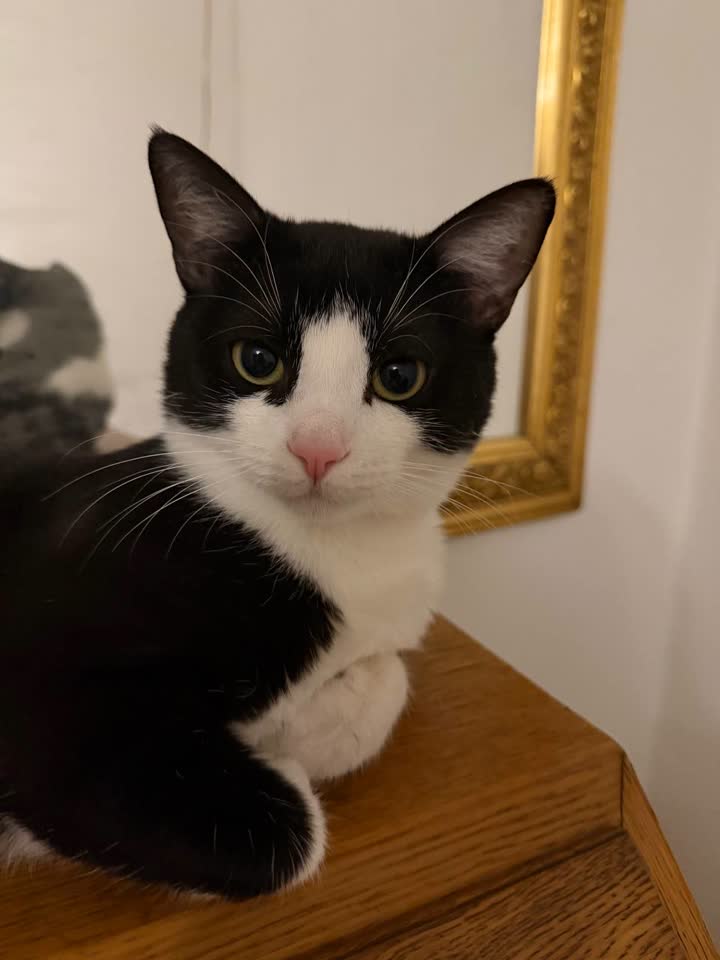 Отдадим кота в добрые руки