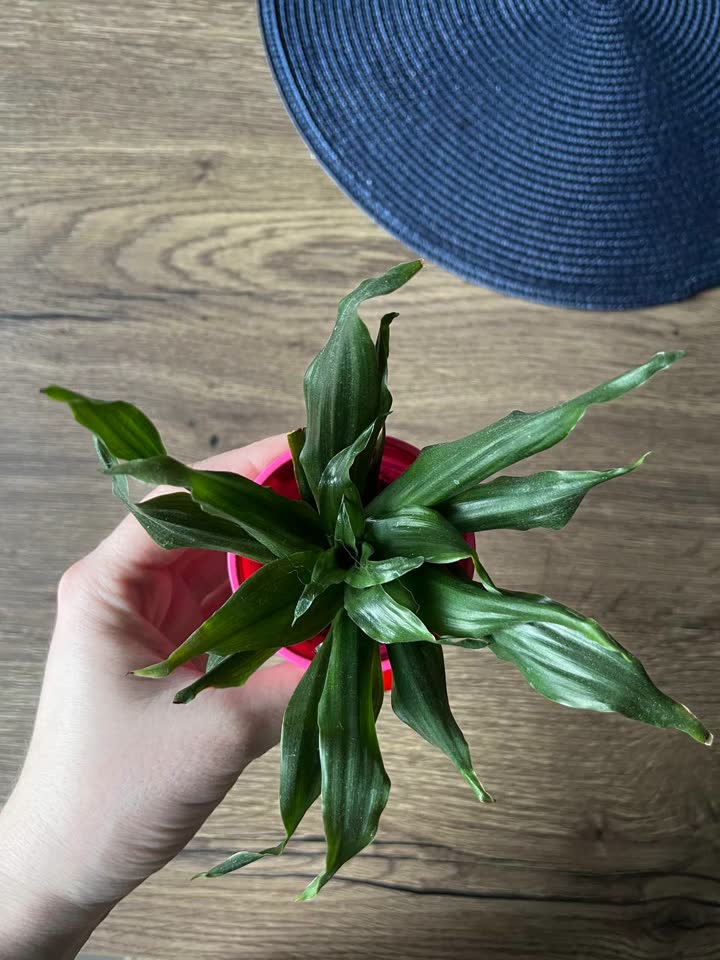 Dracena fragrans