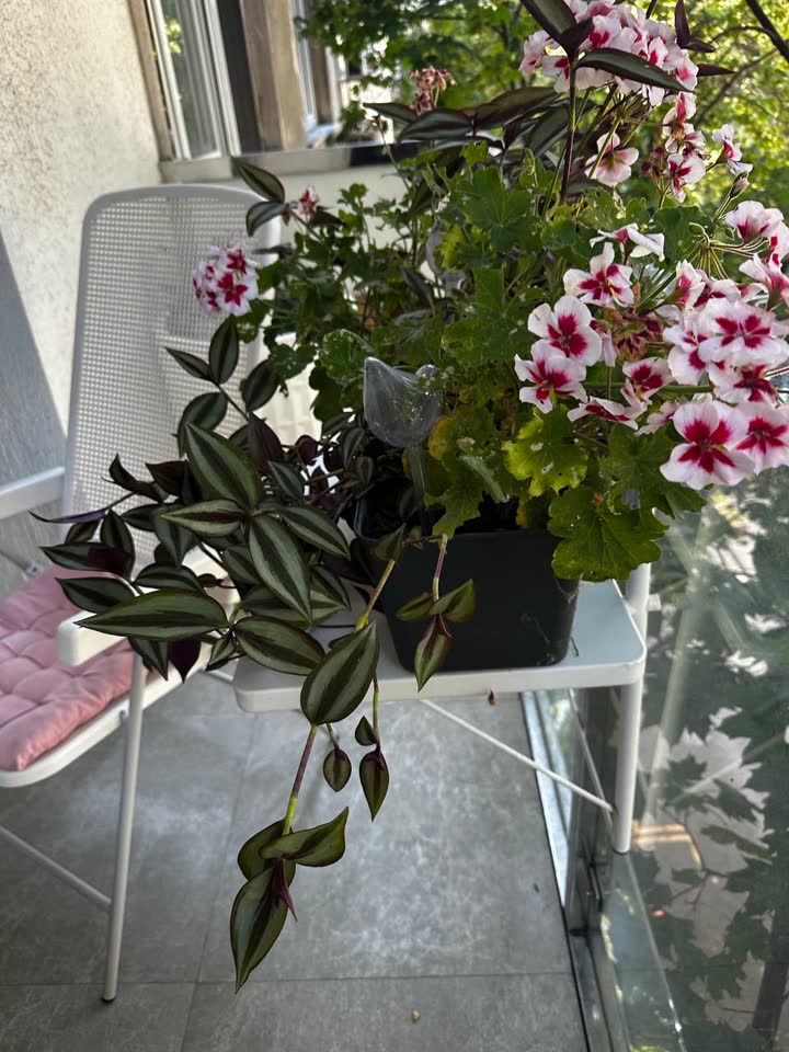 Cveće za balkon u visećim saksijama