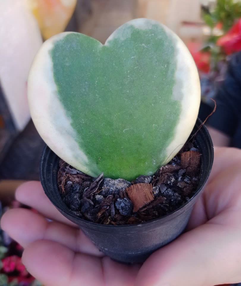 Živo srce na poklon — Hoya Kerrii Variegata