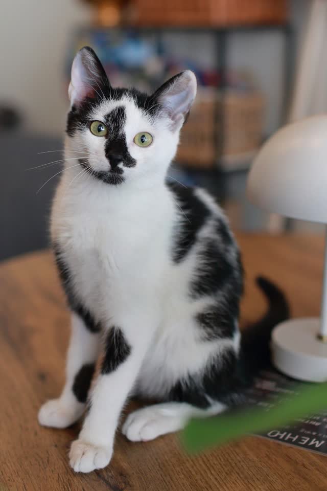 Котенок Ян-Долматин ищет дом