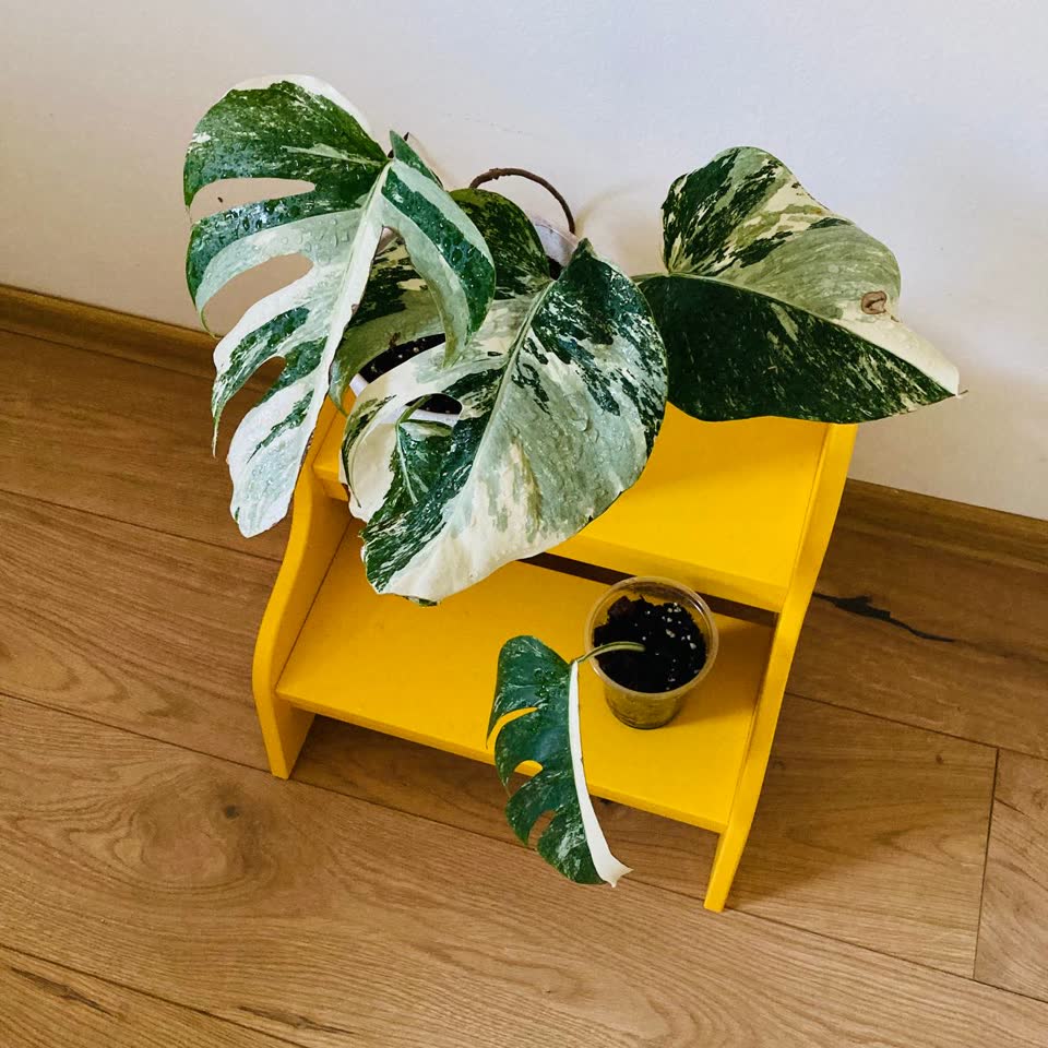Monstera Deliciosa Albo Variegata