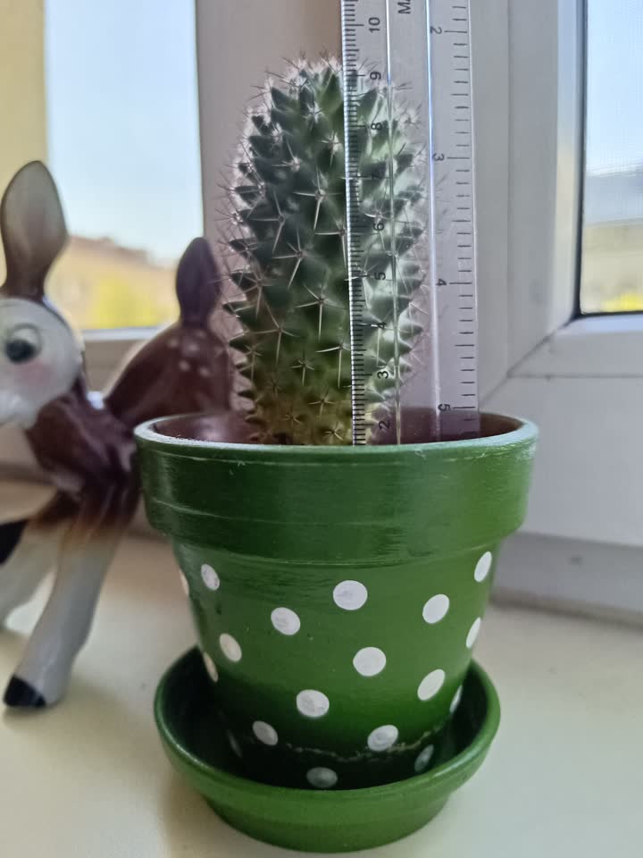 Prodajem kaktus Echinopsis Mammillosa