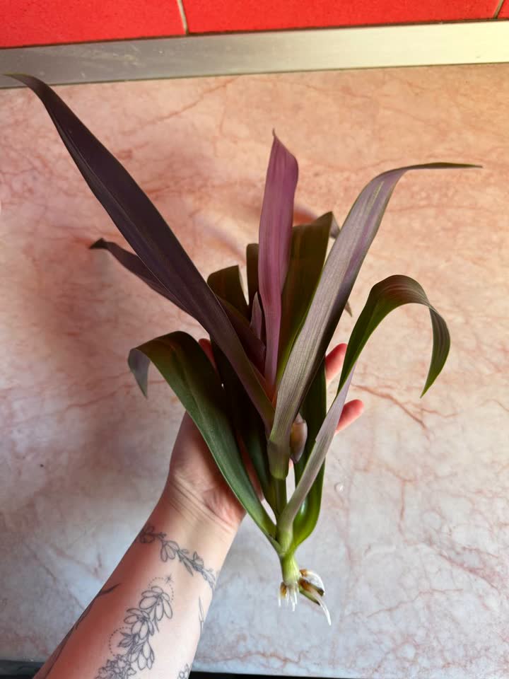Velike reznice reo (Tradescantia spathacea), pustile koren