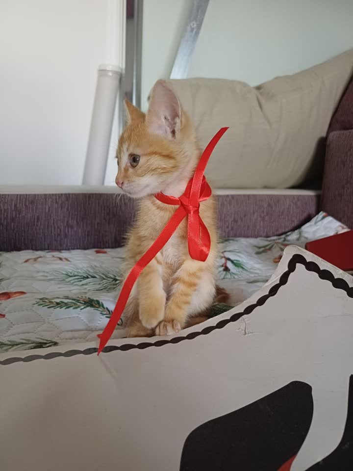 Маленький котенок цвета солнца ищет дом