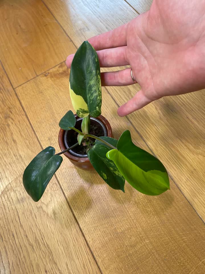 Philodendron Florida Beauty (Magic Mask)
