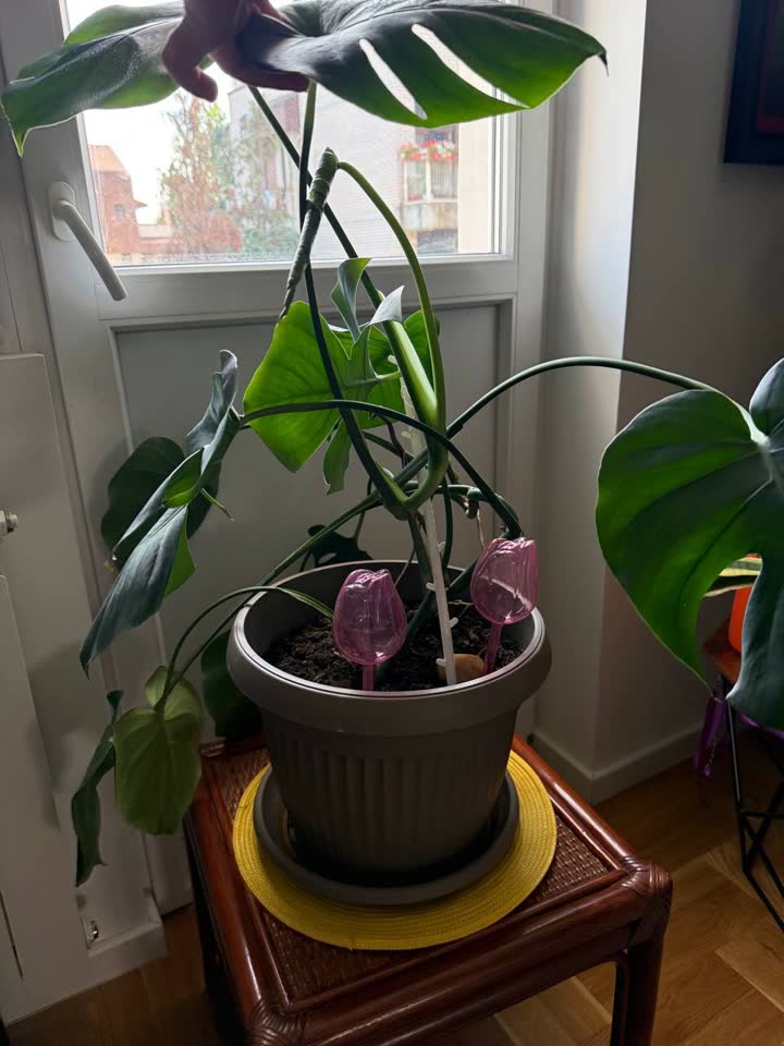 Monstera