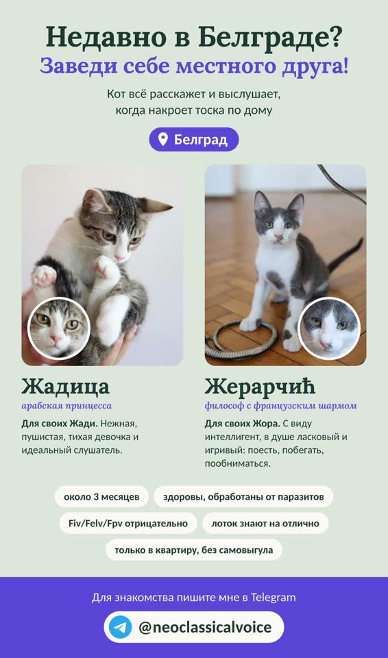 Ищем дом для двух белградских котят