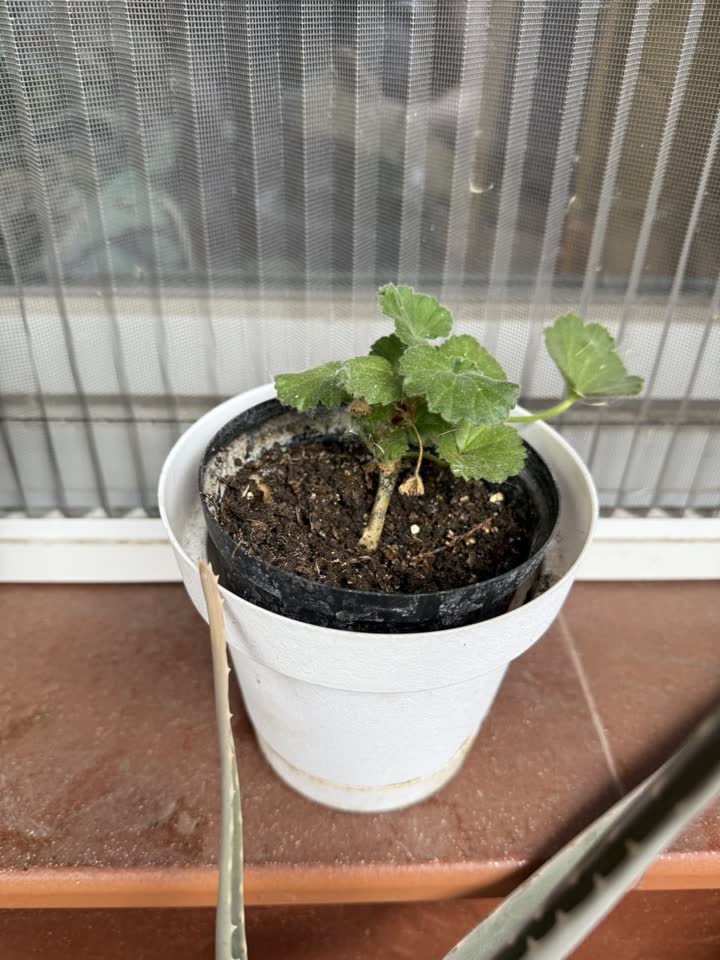 Алоэ / герань - символические 50 динар