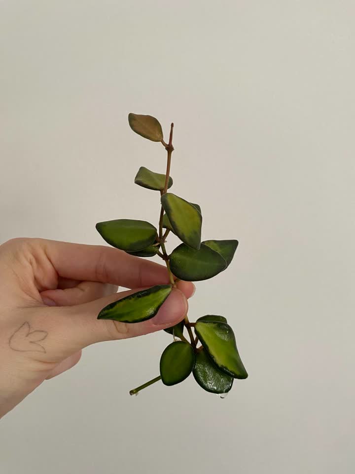 Ukorenjene reznice hoya