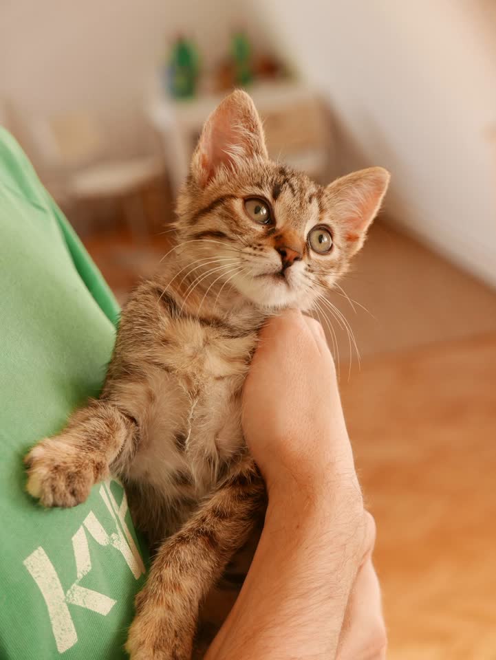 Малышка Марго ищет дом