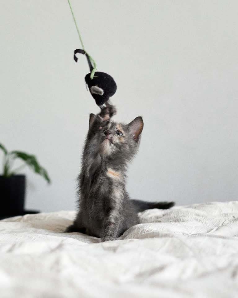 Котёнок девочка ищет дом