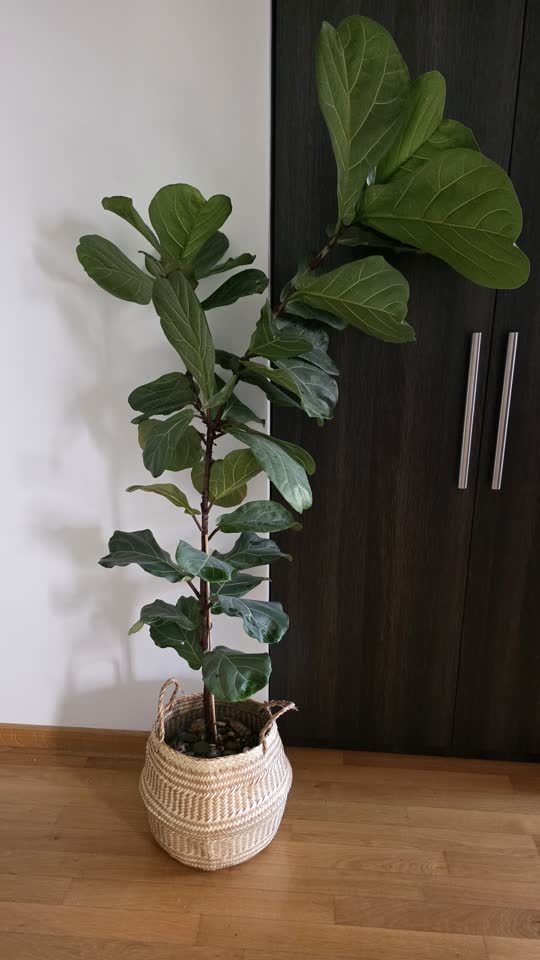 Fikus lirata, 170 cm+