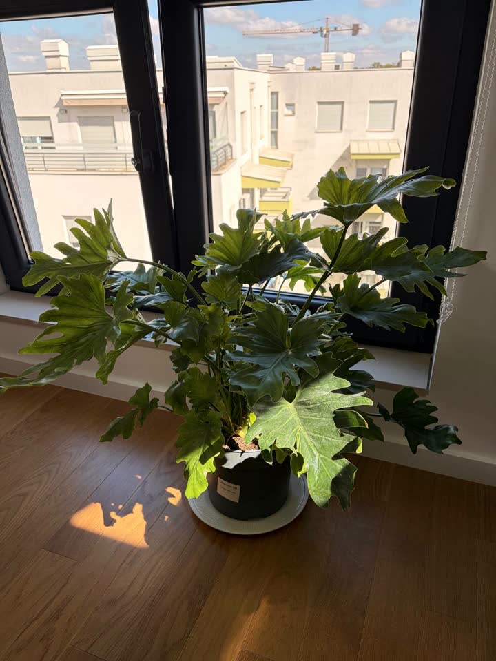 Veliki filodendron selloum