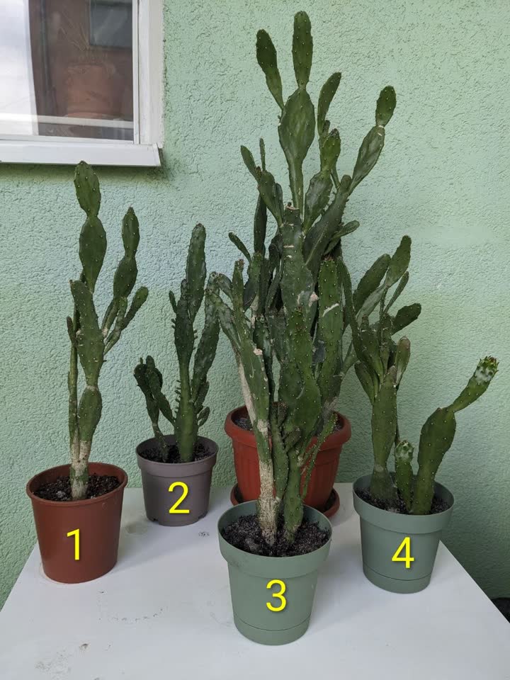 Prodajem male kaktuse