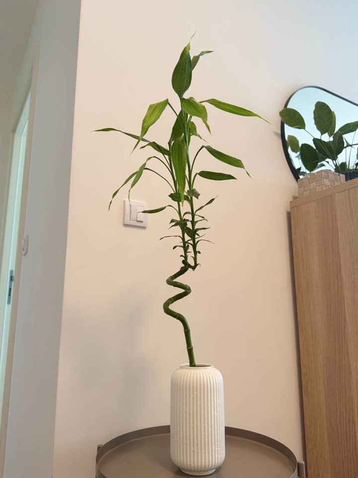 Dracena Lucky Bamboo
