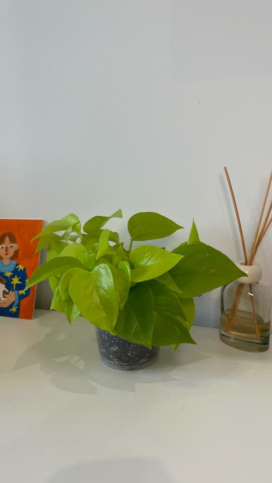 Epipremnum