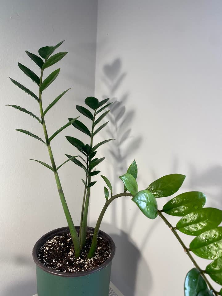 Spathiphyllum